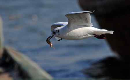 红嘴海鸥觅食图