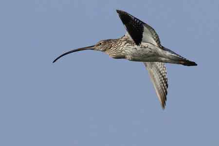 大勺鹬、白腰勺鹬