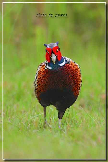 環頸雉【组图】