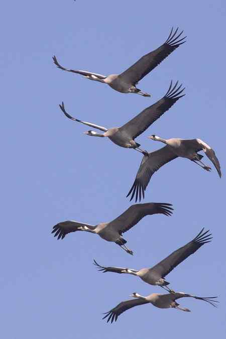 我的自然笔记-麦田寻鹤