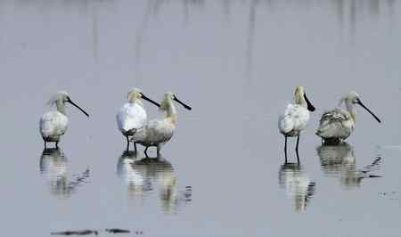 多云天气下的白琵鹭