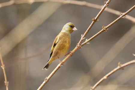 红尾巴鸟钻进灌木丛:灰头鹀回来了! 红尾巴鸟钻进灌木丛:灰头鹀回来了!