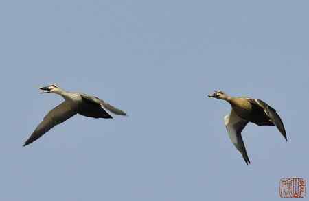 浑河初开丽鸭来：斑嘴鸭