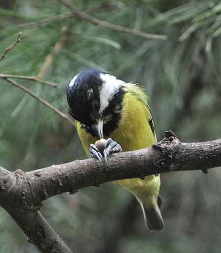 黄腹山雀高清晰照片一组