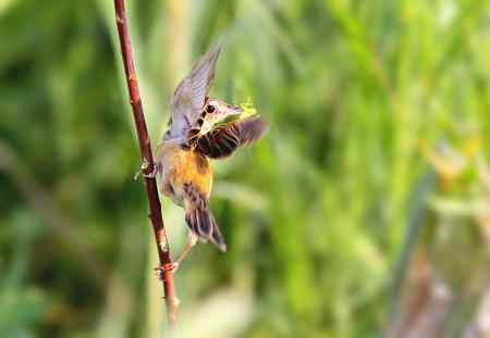 中华攀雀育儿片！