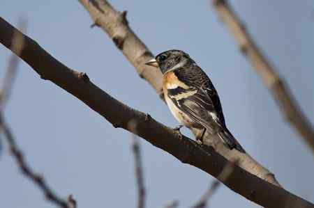 星期天拍的一组燕雀