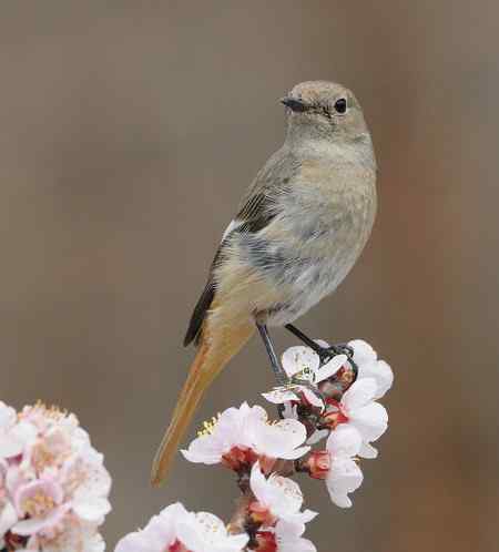 北红,大斑啄木鸟,红嘴蓝鹊等