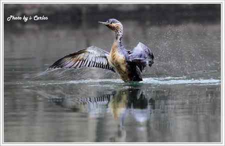 罕见稀有的紅喉潛鳥竟然造访宝岛台湾
