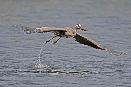 苍鹭吃鱼 美国洛杉矶