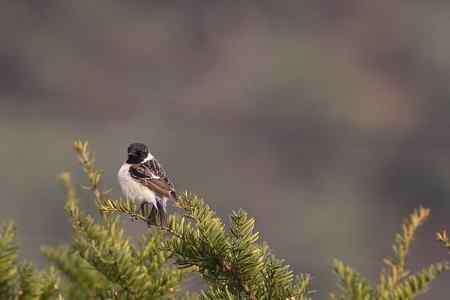 黑喉石鵖与红胁蓝尾鸲外加褐柳莺