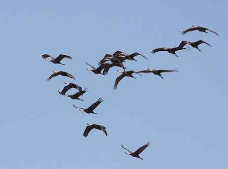 一只飞翔的白头鹤