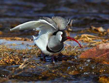 忻州牧马河的鹮嘴鹬