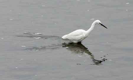 朱鹮和它快乐的伙伴