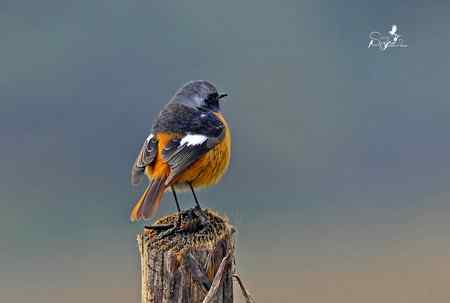 春天杭州的一组林鸟