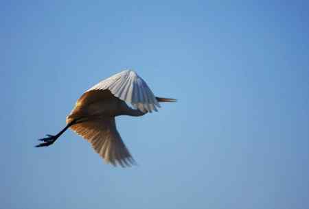 开封上空的白鹭