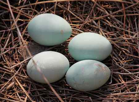 黄河苍鹭美姿一组