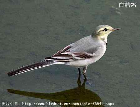 鸟类辨识：白鹡鸰大全