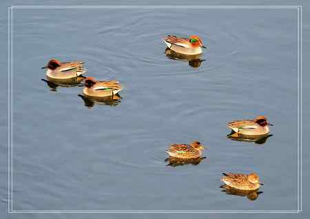 牡丹江的绿翅鸭