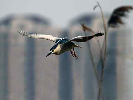 泉城明湖春天的夜鹭