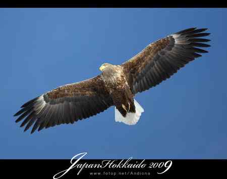 日本北海道白尾海鵰