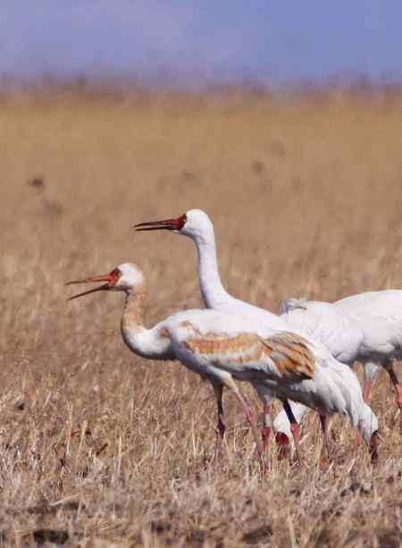 獾子洞环志白鹤
