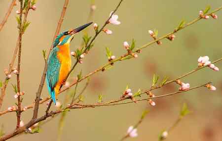 春暖花开好拍鸟