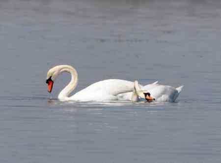 天鹅情侣精彩组图