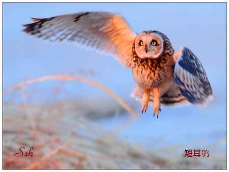 京城猛禽【组图】 京城猛禽【组图】