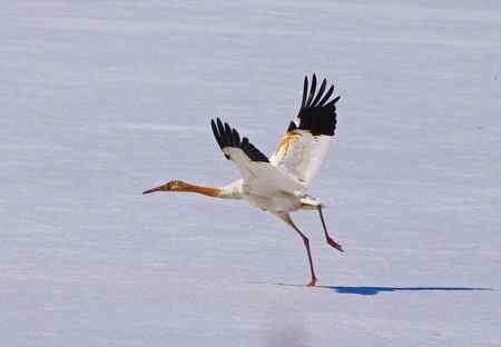 阳春三月莅临盘锦的白鹤