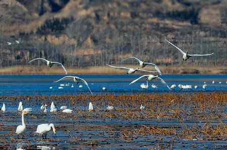 三门峡黄河湿地天鹅大联展