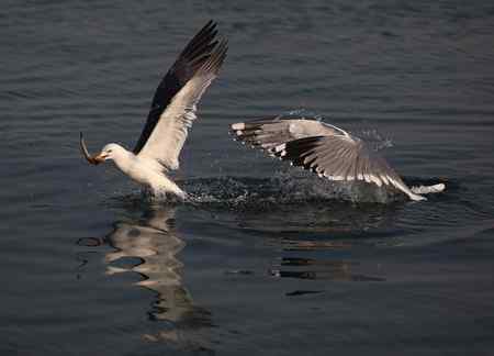 海鸥天生爱吃鱼！！
