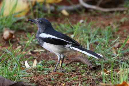 尾巴和眼神的变化：鹊鸲