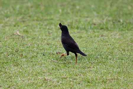 草地上的八哥，跑啥？