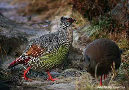 太白山上的血雉