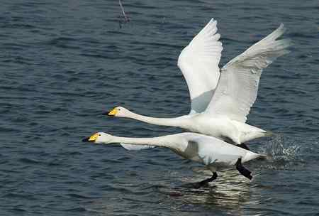 三门峡天鹅   双飞