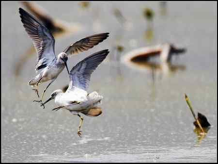 今天收获颇多 发几张综合鸟图 请拍砖！