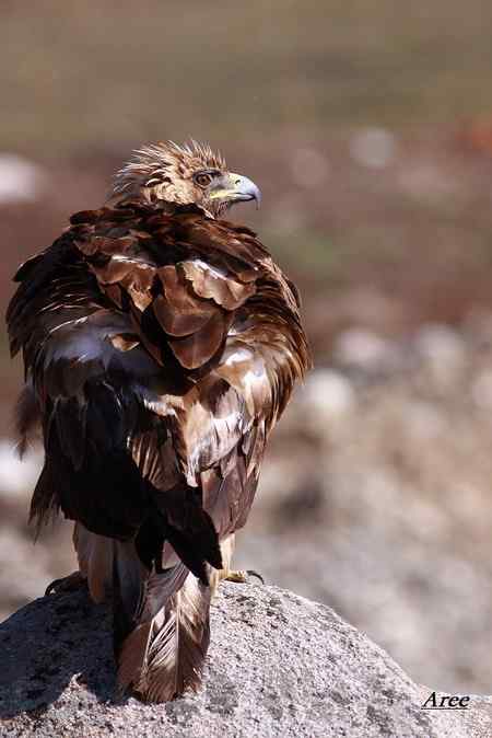 拍摄几只猛禽---我的一点野外小心得