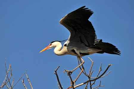 枝尖上的舞者－苍鹭