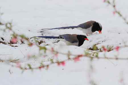 桃花雪后拍鸟忙