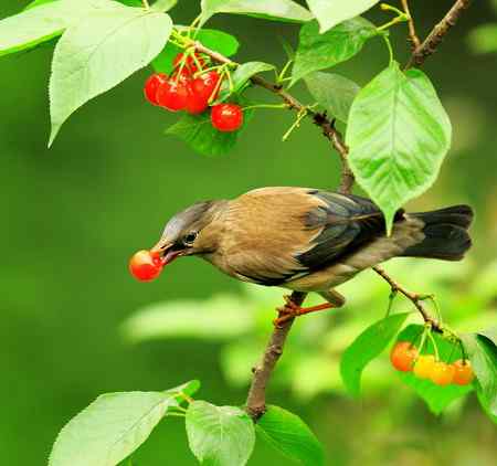 樱桃和鸟