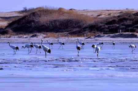 草原贵客－丹顶鹤