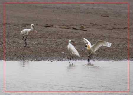 在盐城拍摄到黑脸琵鹭！！！