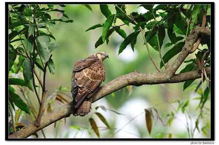 2010年台灣嘉義蜂鷹(东方蜂鹰、凤头蜂鹰、雕头鹰)紀錄