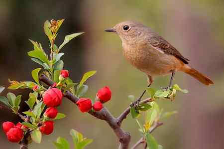 都是“家养的”菜鸟！