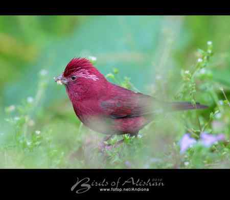 台湾阿里山酒红朱雀 Vinaceous Rosefinch