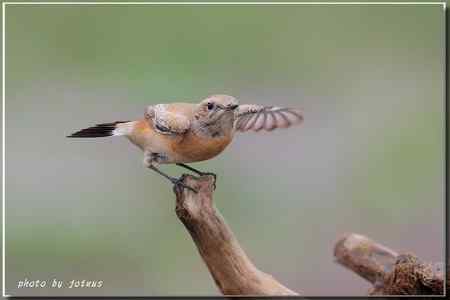 漠即鳥 台湾迷鸟 漠即鳥 台湾迷鸟