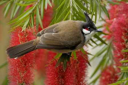 春天: 妳的名字是紅色