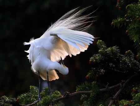 10首拍象山白鹭一组