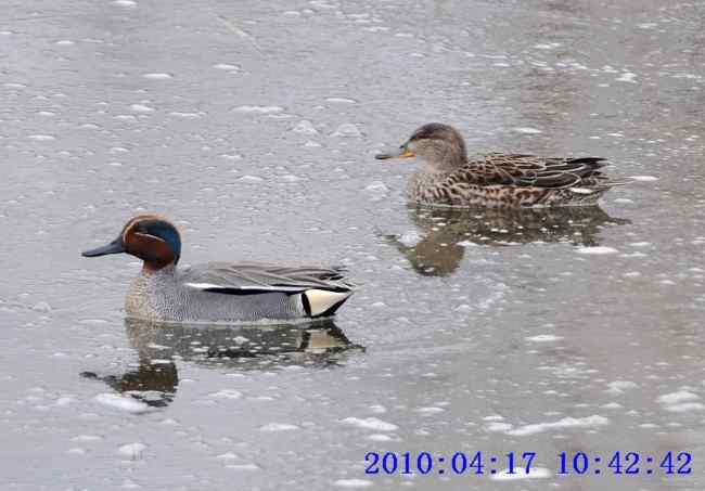 北方的鸭子也漂亮