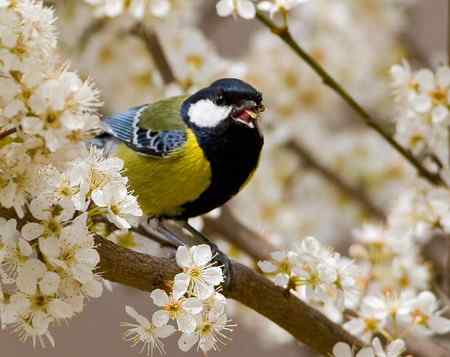 绿背山雀 吃得不亦乐